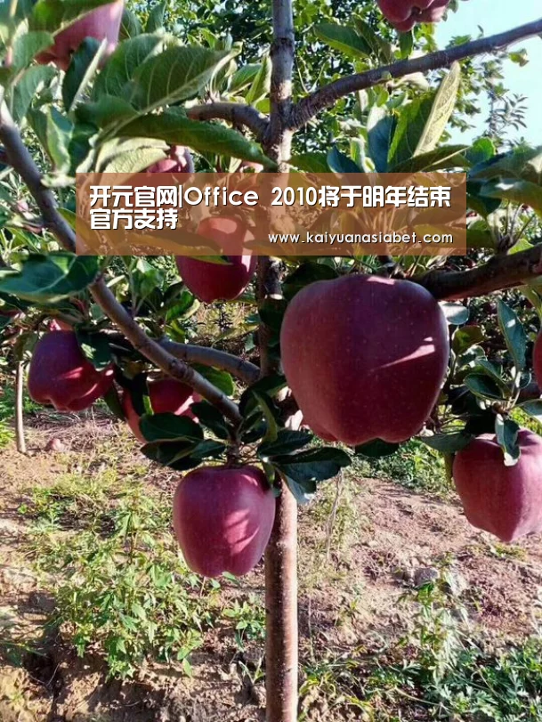 开元官网|Office 2010将于明年结束官方支持(图3) 开元体育